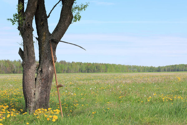 summer season for haymaking
