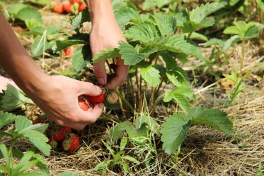 Olgunlaşma çilek Kırpma