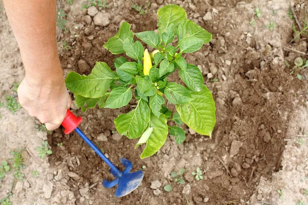 种植蔬菜的工作 — 图库照片