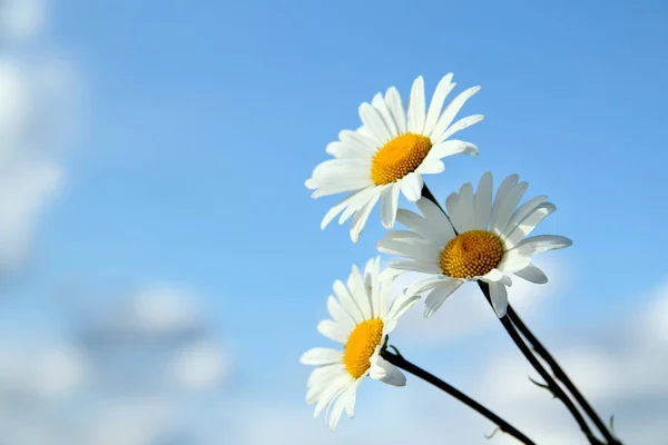 Summer flowers — Stock Photo, Image