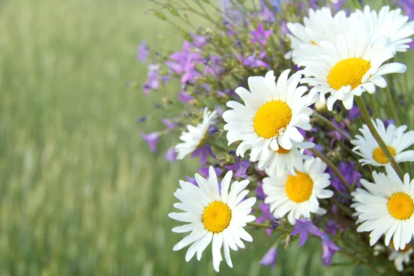 Flowers of summer — Stock Photo, Image