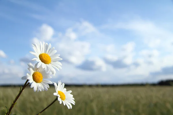 Summer landscape with daisies — Stock Photo, Image