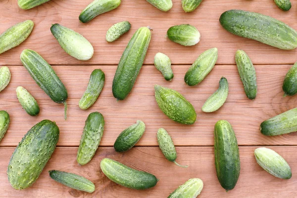 Colheita rica de verduras de verão — Fotografia de Stock