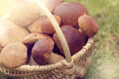 zengin hasat boletus