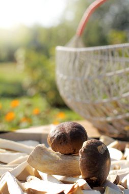 Mantar toplayıcı şansı