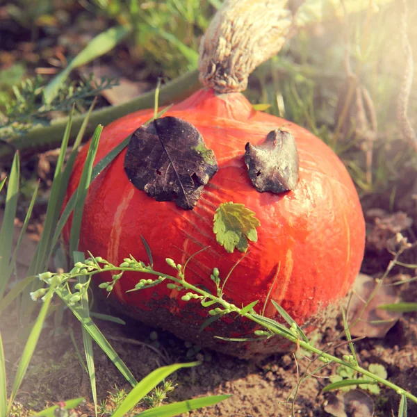 Piccolo crescere Halloween — Foto Stock