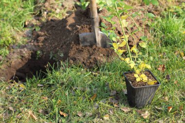 meyve yetiştirme bitkileri