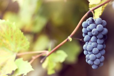 Son meyveler, sonbahar mevsimi.