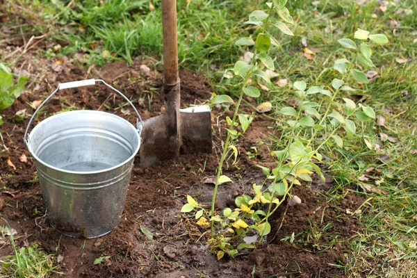 planting of fruit plants