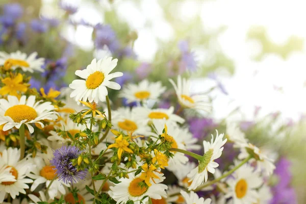 Large Bouquet Wildflowers Healing Collection — Stock Photo, Image