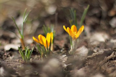 Güneşli bir günde ve baharın pürüzsüz başlangıcında sarı çiçek filizleri.