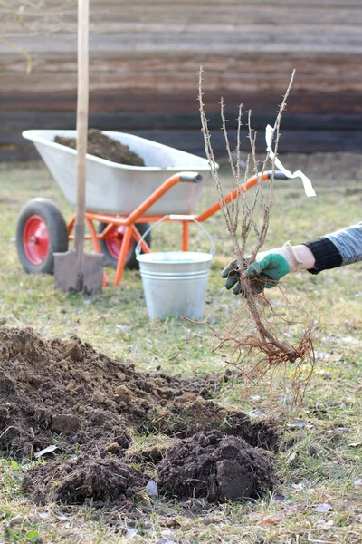 Pichlavé Větve Angreštového Keře Ruce Zahradníka Při Výsadbě Půdě Zahradničení — Stock fotografie
