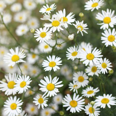 Tarlada birçok çiçek açan papatyalar / kır çiçekleri