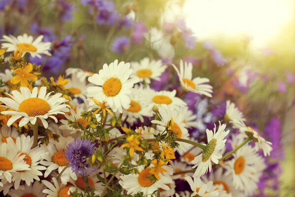 bouquet of wildflowers against the sunset / flowering summer colors