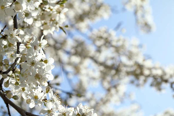 Viele Obstbaumblüten Gegen Den Himmel Einem Sonnigen Tag Frühjahrsblüte — Stockfoto