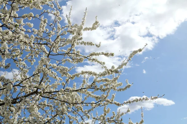 Blühender Obstbaum Und Viele Fliegende Bienen Sammeln Nektar Vor Blauem — Stockfoto