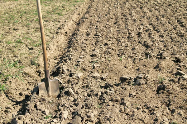 旧铲子卡在处理过的地区土壤边缘的地面上 准备种植的工作 — 图库照片