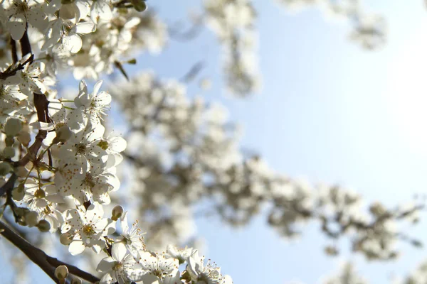 Blommande Blommor Körsbärsträd Grenar Solljuset Värma Ankomsten Våren — Stockfoto