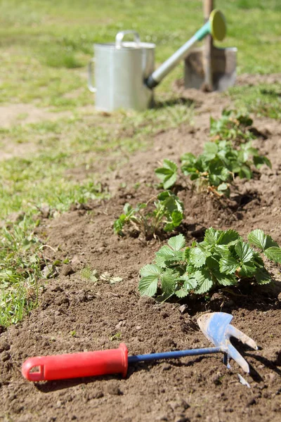种植在小径上的草莓灌木 其背景是模糊的轮廓 锄头和铲子 花园里的饮水罐 春天的准备工作 — 图库照片