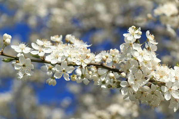 White Flowers Buds Cherry Tree Rays Spring Sun Beginning Flowering — Stock Photo, Image
