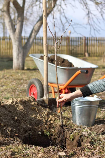 Manzano Con Raíces Mano Del Jardinero Durante Plantación Suelo Renovación —  Fotos de Stock