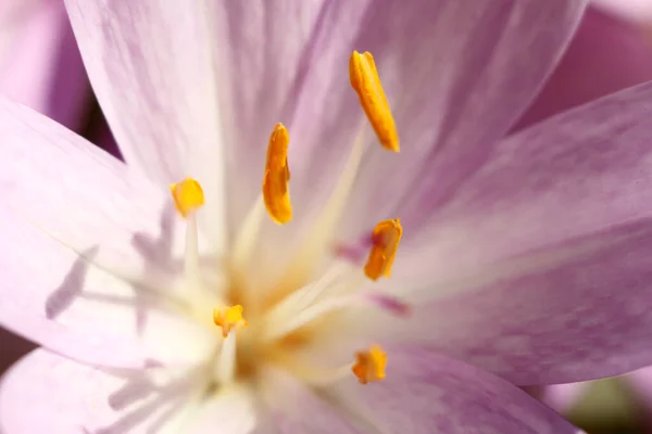 Prydnads Lila Höst Blomma Solig Dag Känslig Natur Närbild — Stockfoto