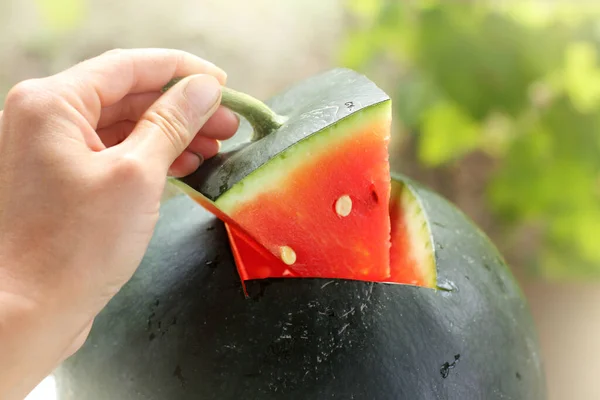 Rote Wassermelonenscheibe Mit Einem Schwanz Der Hand Auf Dem Hintergrund — Stockfoto