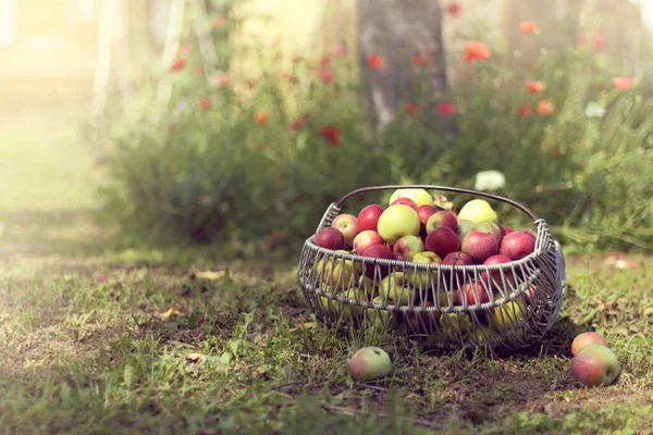 Διάφορες Ποικιλίες Μήλων Καλάθι Στο Γκαζόν Στον Κήπο Συγκομιδή Υπαίθρου — Φωτογραφία Αρχείου