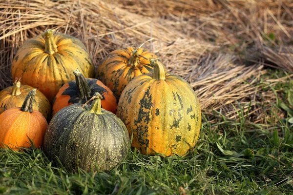 Sette Zucche Sull Erba Sullo Sfondo Del Fienile Atmosfera Festa — Foto Stock