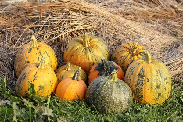 Nove Zucche Sull Erba Uno Sfondo Fieno Vendemmia Autunnale Ortaggi — Foto Stock