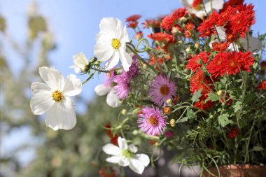 farklı sonbahar çiçekleri bir bukette / hayatın hoş kokulu süslemesinde