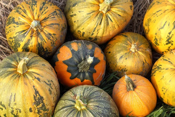 Nove Zucche Raccolte Autunno Vista Dall Alto Ricco Raccolto Ringraziamento — Foto Stock