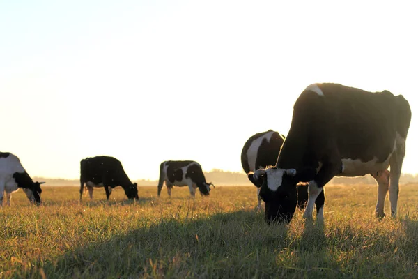 素朴な畑で牛の放牧の群れ 朝の朝食 — ストック写真