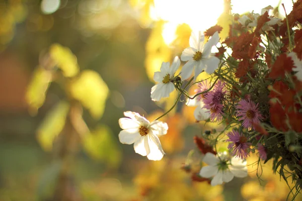 Květiny Zapadajícím Slunci Podzimní Kytice — Stock fotografie