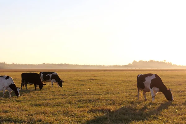 牛の放牧のシルエット秋の牧草地の朝 夜明けに素朴なフィールドに — ストック写真