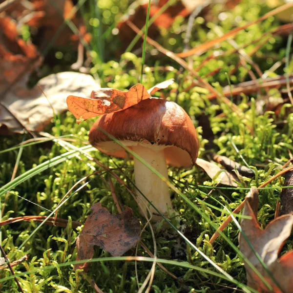 Edible Mushroom Leaf Hat Looks Out Moss Forest Delicacy — Stock Photo, Image