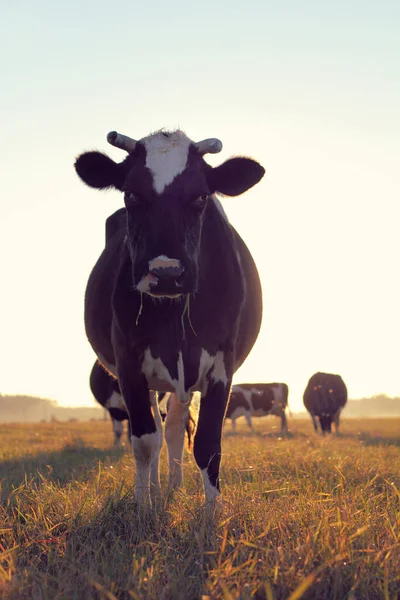 夕日を背景にした牛のシルエットとジューシーな草を噛む 夕食ベジタリアン — ストック写真