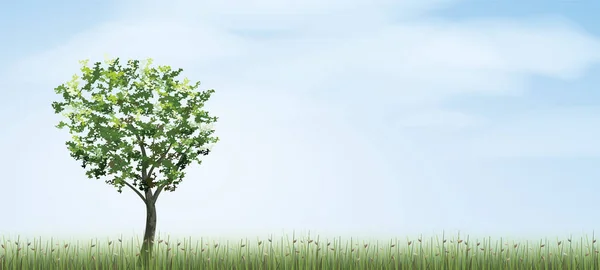 Sozinha Árvore Área Campo Verde Com Céu Azul Nuvens Fundo — Vetor de Stock
