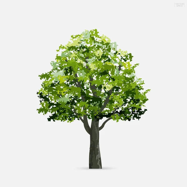 Tree Isolated White Background Soft Shadow Use Landscape Design Architectural Stock Illustration