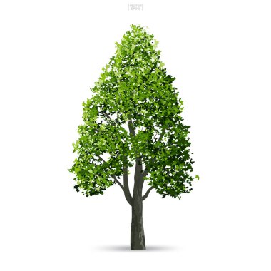 Ağaç izole yumuşak gölge beyaz zemin üzerine. Kullanım için peyzaj tasarımı, mimari dekoratif. Park ve doğal madde hem baskı ve Web için açık nesne fikir. Vektör çizim.