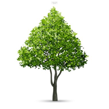 Ağaç izole yumuşak gölge beyaz zemin üzerine. Kullanım için peyzaj tasarımı, mimari dekoratif. Park ve doğal madde hem baskı ve Web için açık nesne fikir. Vektör çizim.