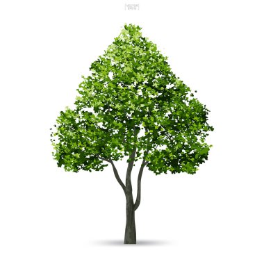 Ağaç izole yumuşak gölge beyaz zemin üzerine. Kullanım için peyzaj tasarımı, mimari dekoratif. Park ve doğal madde hem baskı ve Web için açık nesne fikir. Vektör çizim.