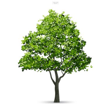 Ağaç izole yumuşak gölge beyaz zemin üzerine. Kullanım için peyzaj tasarımı, mimari dekoratif. Park ve doğal madde hem baskı ve Web için açık nesne fikir. Vektör çizim.