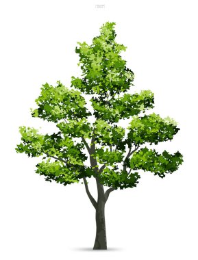 Ağaç izole yumuşak gölge beyaz zemin üzerine. Kullanım için peyzaj tasarımı, mimari dekoratif. Park ve doğal madde hem baskı ve Web için açık nesne fikir. Vektör çizim.