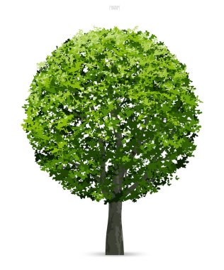 Ağaç izole yumuşak gölge beyaz zemin üzerine. Kullanım için peyzaj tasarımı, mimari dekoratif. Park ve doğal madde hem baskı ve Web için açık nesne fikir. Vektör çizim.