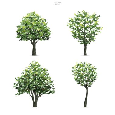 Beyaz arka plan üzerinde izole ağaç topluluğu. Doğal peyzaj tasarımı, mimari dekorasyon, park ve açık grafik nesnesi. Vektör çizim.