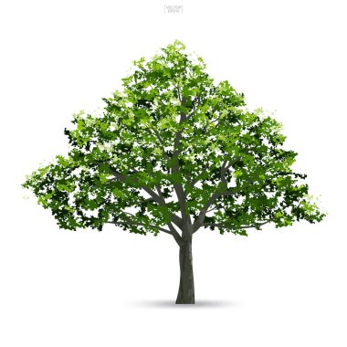 Ağaç izole yumuşak gölge beyaz zemin üzerine. Kullanım için peyzaj tasarımı, mimari dekoratif. Park ve doğal madde hem baskı ve Web için açık nesne fikir. Vektör çizim.