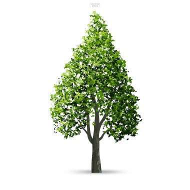 Ağaç izole yumuşak gölge beyaz zemin üzerine. Kullanım için peyzaj tasarımı, mimari dekoratif. Park ve doğal madde hem baskı ve Web için açık nesne fikir. Vektör çizim.