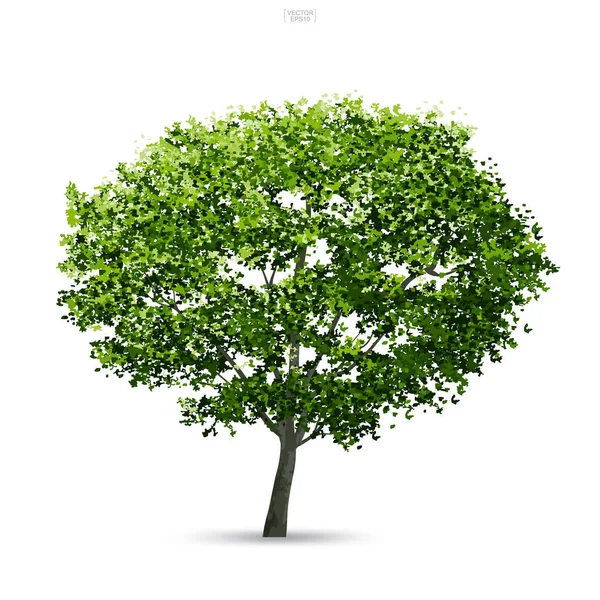 Árbol Aislado Sobre Fondo Blanco Con Sombra Suave Uso Para — Vector de stock