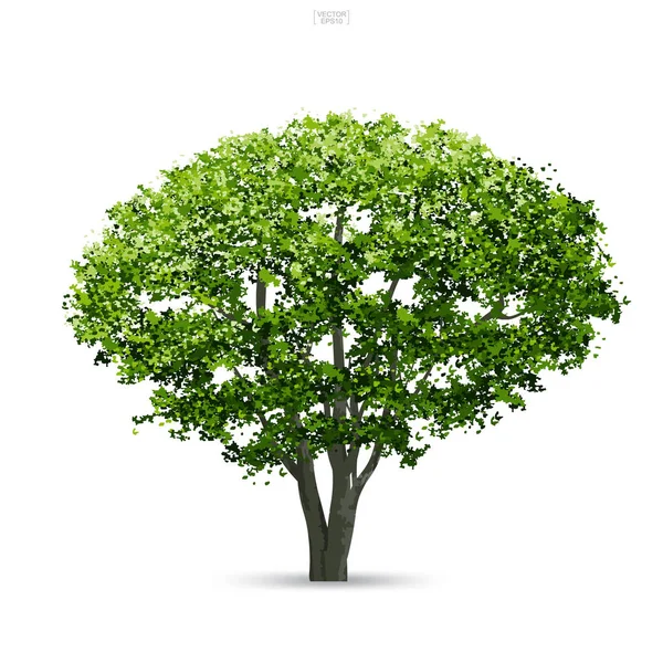 Árbol Aislado Sobre Fondo Blanco Con Sombra Suave Uso Para — Vector de stock